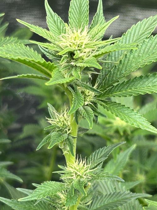 Cannafair 25 Clone Run. Week 18 - BB