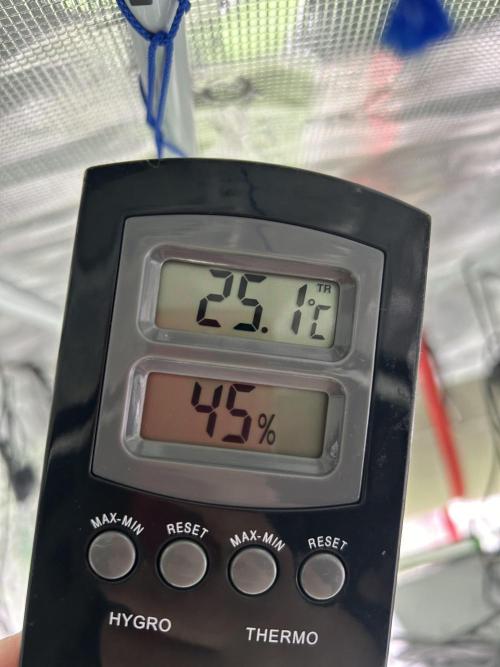 Cannafair 25 Clone Run. Week 18