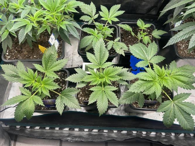 Eternity Cup 2026 Sticky Broccoli. Week 4