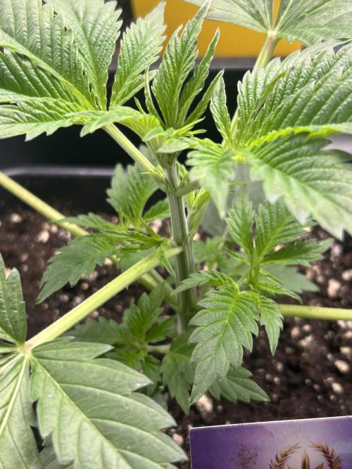 Eternity Cup 2026 Sticky Broccoli. Week 4