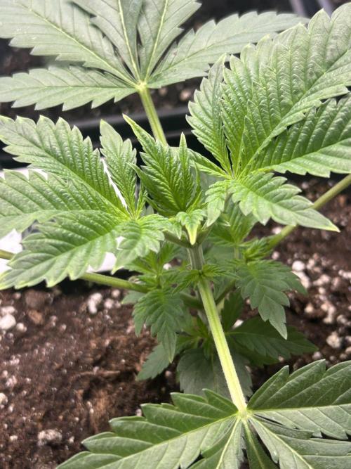 Eternity Cup 2026 Sticky Broccoli. Week 4