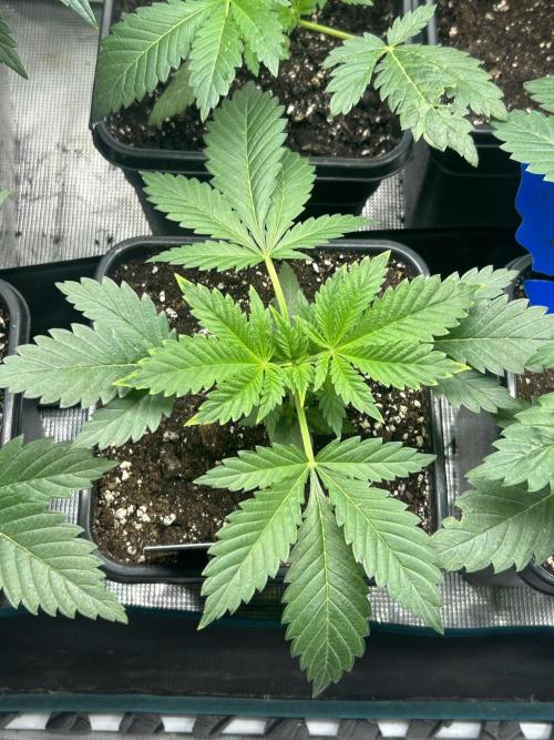 Eternity Cup 2026 Sticky Broccoli. Week 4