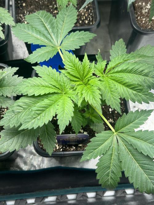 Eternity Cup 2026 Sticky Broccoli. Week 4