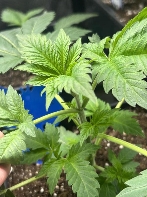 Eternity Cup 2026 Sticky Broccoli. Week 4