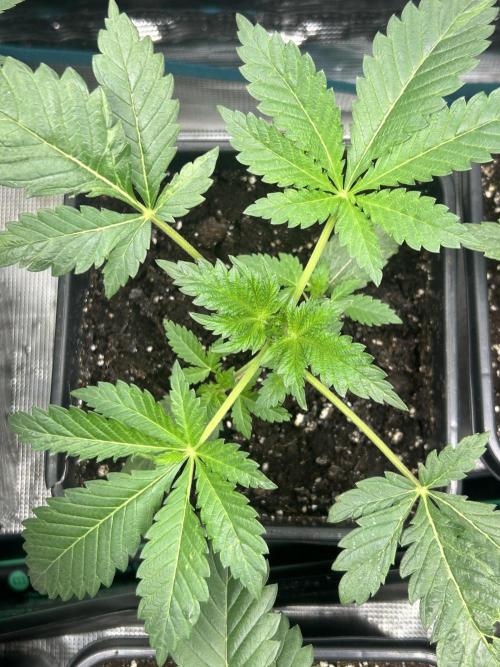 Eternity Cup 2026 Sticky Broccoli. Week 4