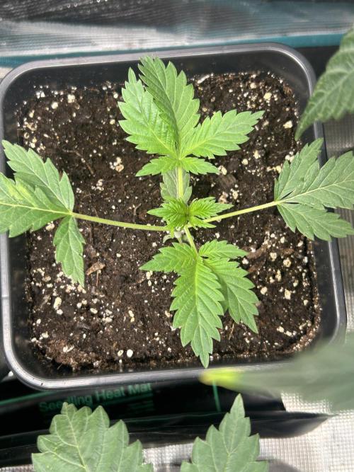 Eternity Cup 2026 Sticky Broccoli. Week 4