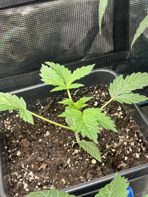 Eternity Cup 2026 Sticky Broccoli. Week 4