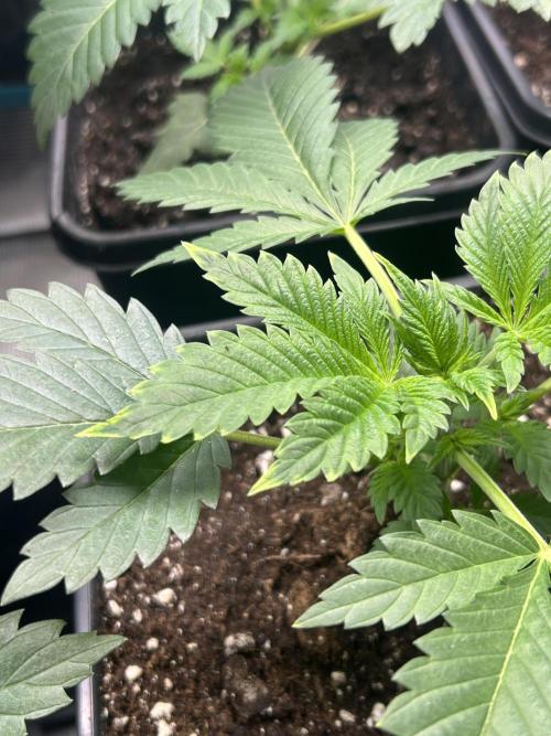 Eternity Cup 2026 Sticky Broccoli. Week 4