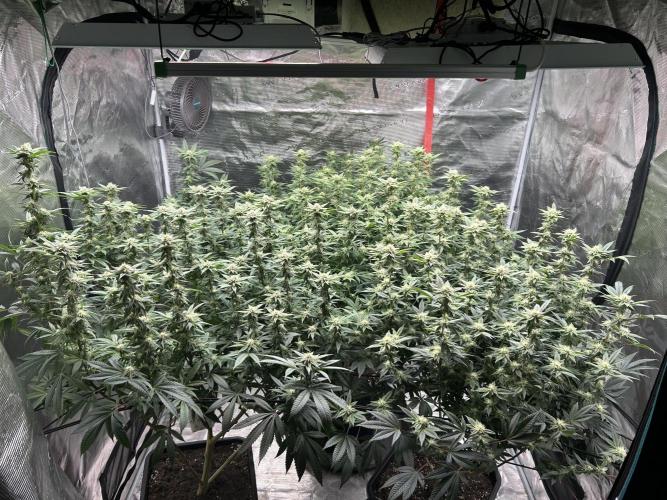 Cannafair 25 Clone Run. Week 19