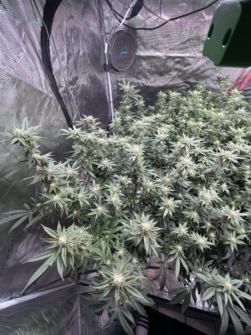 Cannafair 25 Clone Run. Week 19 - Studio