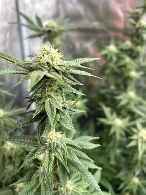 Cannafair 25 Clone Run. Week 19 - Studio