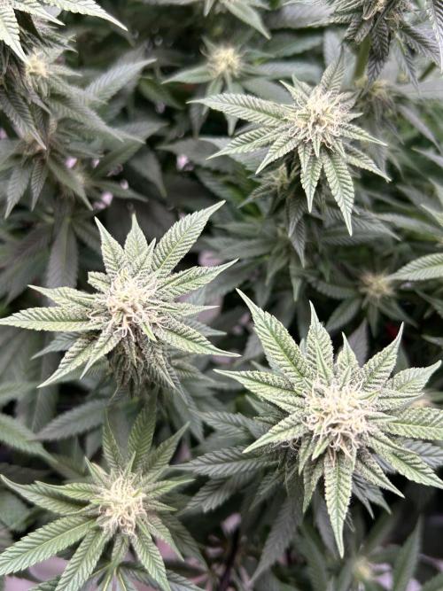 Cannafair 25 Clone Run. Week 19 - Studio