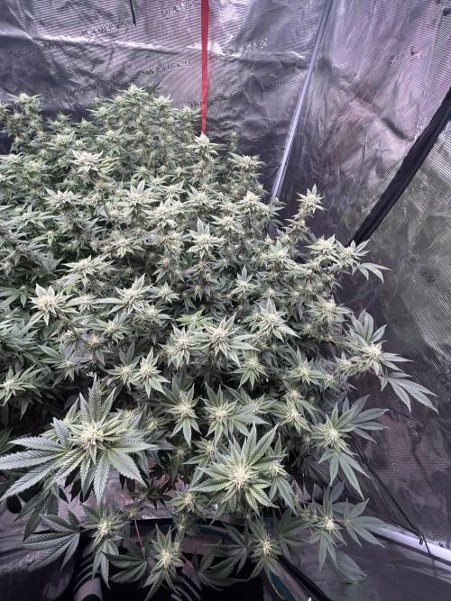 Cannafair 25 Clone Run. Week 19 - RG