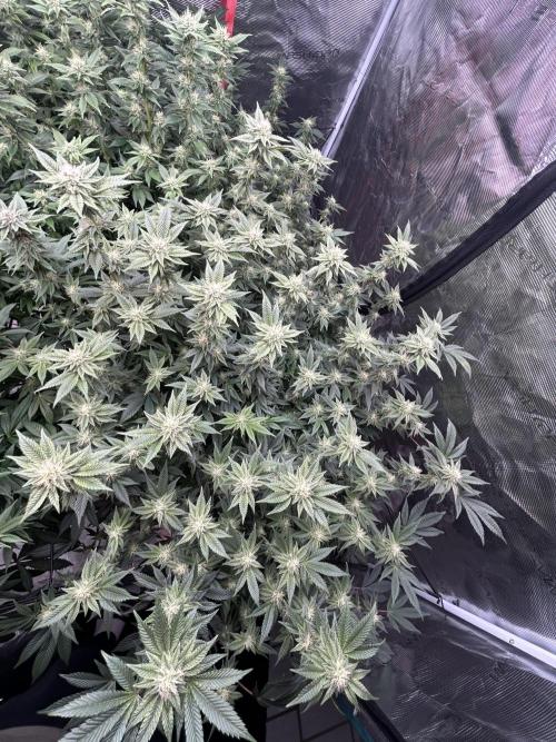 Cannafair 25 Clone Run. Week 19 - RG