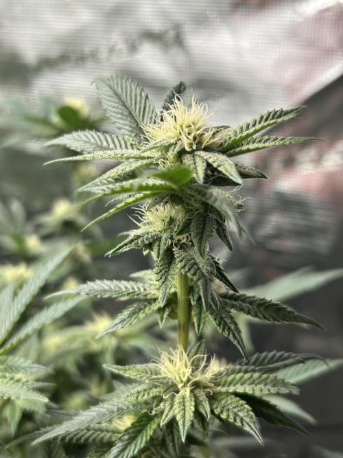 Cannafair 25 Clone Run. Week 19 - RG