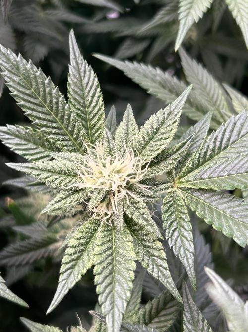 Cannafair 25 Clone Run. Week 19 - RG