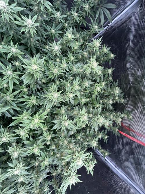 Cannafair 25 Clone Run. Week 19 - BB