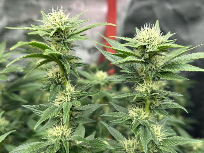 Cannafair 25 Clone Run. Week 19 - BB