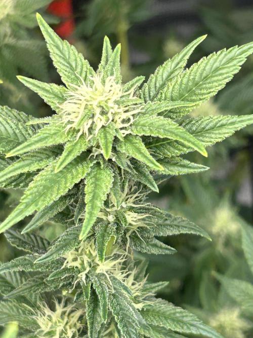 Cannafair 25 Clone Run. Week 19 - BB