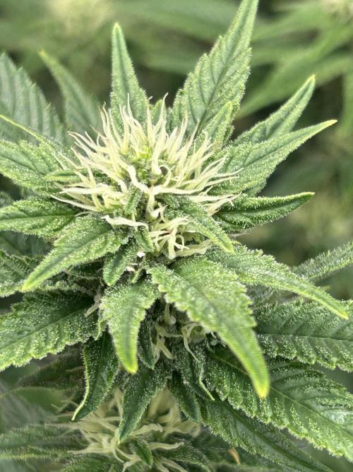 Cannafair 25 Clone Run. Week 19 - BB