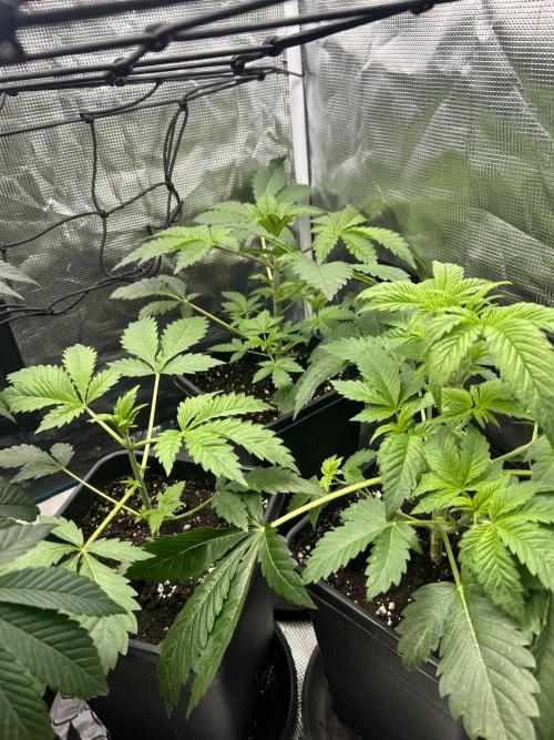 Eternity Cup 2026 Sticky Broccoli. Week 5