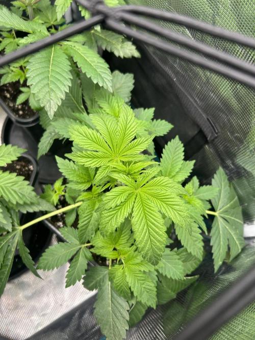 Eternity Cup 2026 Sticky Broccoli. Week 5