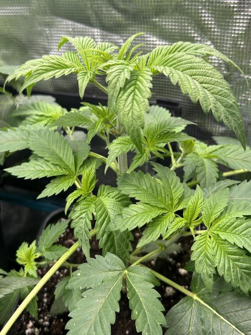 Eternity Cup 2026 Sticky Broccoli. Week 5