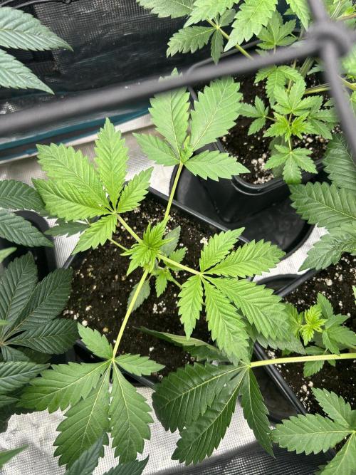 Eternity Cup 2026 Sticky Broccoli. Week 5