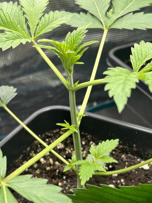 Eternity Cup 2026 Sticky Broccoli. Week 5