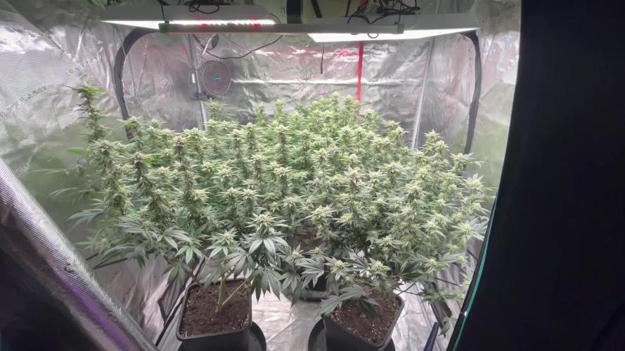 Cannafair 25 Clone Run