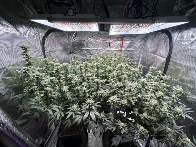 Cannafair 25 Clone Run. Week 20 - Studio