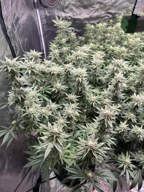 Cannafair 25 Clone Run. Week 20 - Studio