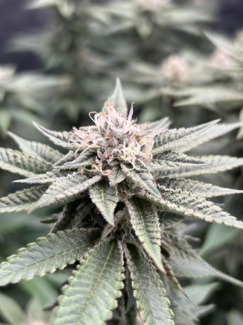 Cannafair 25 Clone Run. Week 20 - Studio