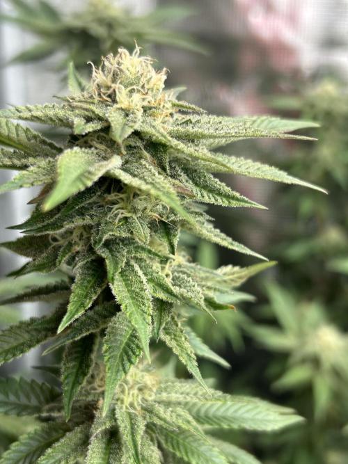 Cannafair 25 Clone Run. Week 20 - Studio