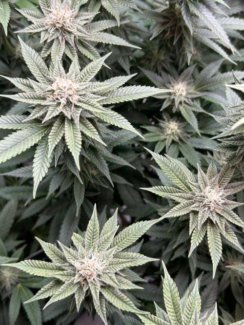 Cannafair 25 Clone Run. Week 20 - Studio