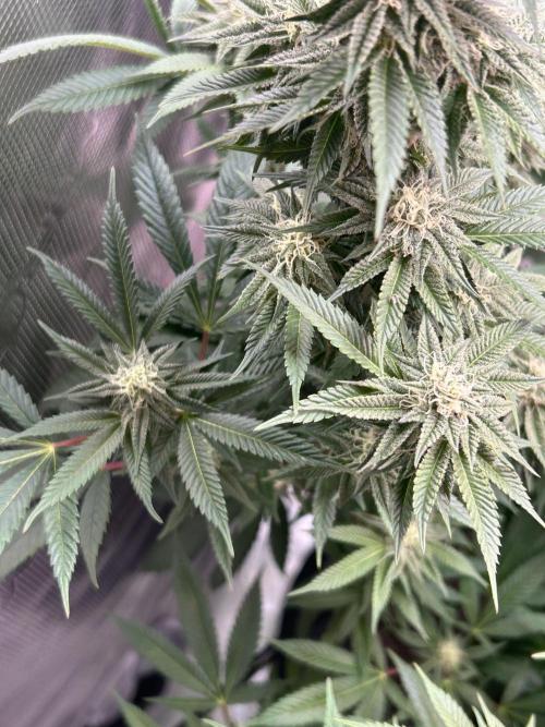 Cannafair 25 Clone Run. Week 20 - Studio