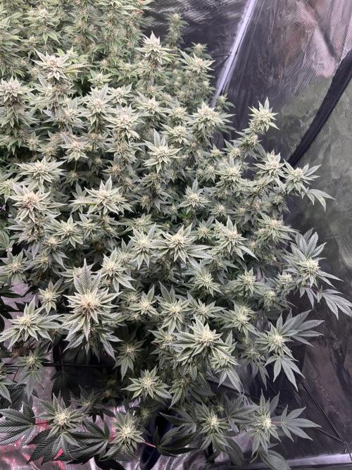 Cannafair 25 Clone Run. Week 20 - RG