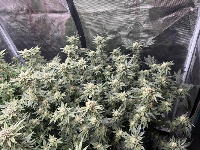 Cannafair 25 Clone Run. Week 20 - RG