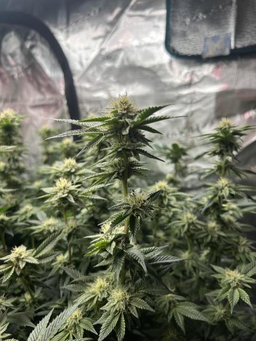 Cannafair 25 Clone Run. Week 20 - RG