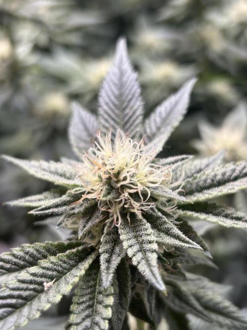 Cannafair 25 Clone Run. Week 20 - RG