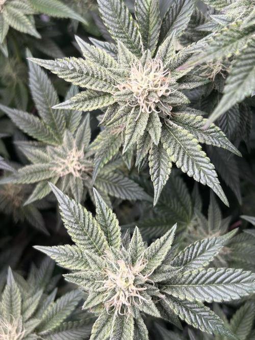 Cannafair 25 Clone Run. Week 20 - RG