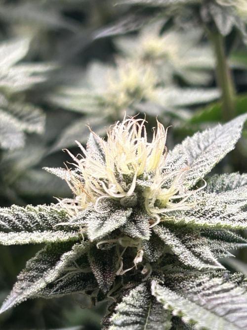 Cannafair 25 Clone Run. Week 20 - RG