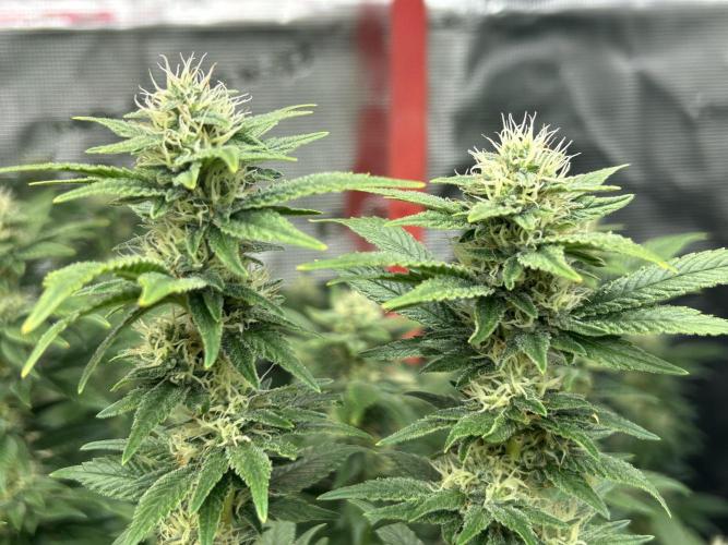 Cannafair 25 Clone Run. Week 20 - BB