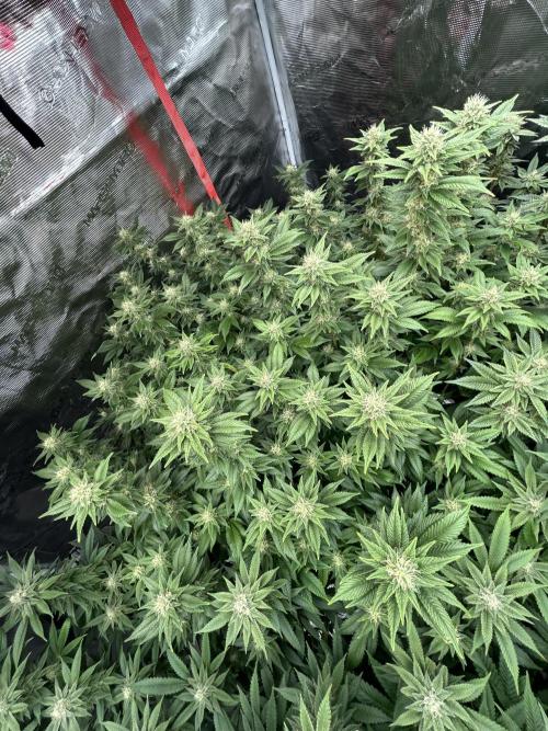 Cannafair 25 Clone Run. Week 20 - BB