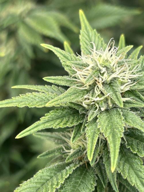 Cannafair 25 Clone Run. Week 20 - BB