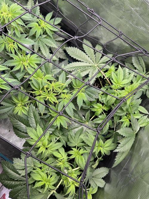 Eternity Cup 2026 Sticky Broccoli. Week 6