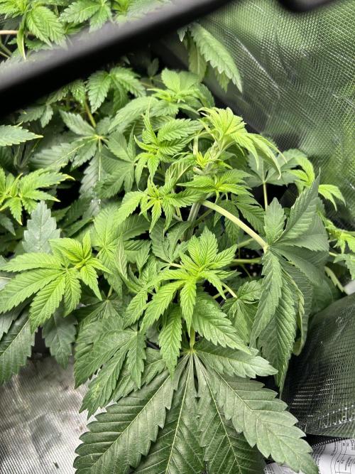 Eternity Cup 2026 Sticky Broccoli. Week 6