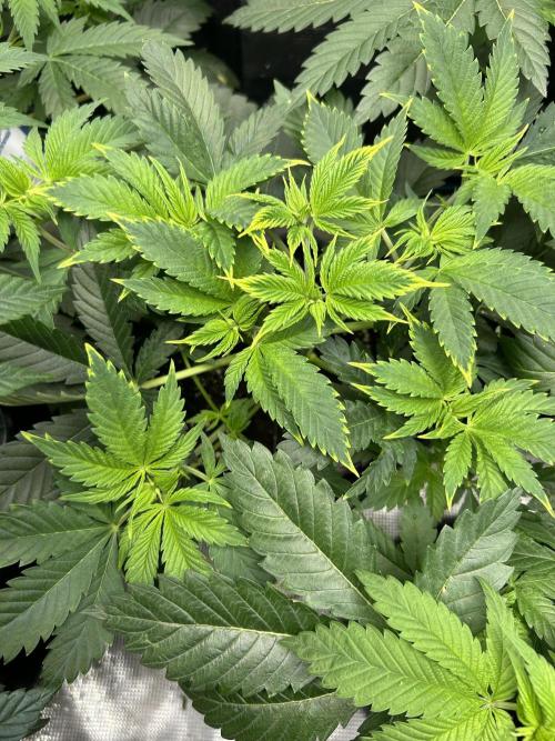 Eternity Cup 2026 Sticky Broccoli. Week 6