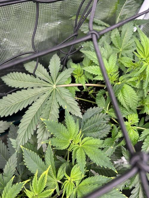 Eternity Cup 2026 Sticky Broccoli. Week 6