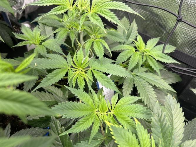 Eternity Cup 2026 Sticky Broccoli. Week 6